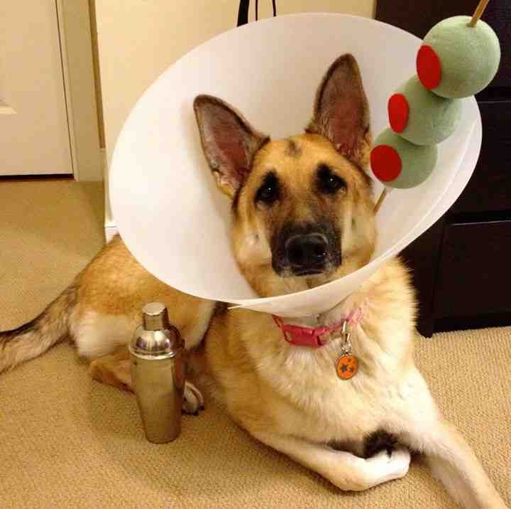 Dog-Costume-Martini-Drink-Cone-Of-Shame